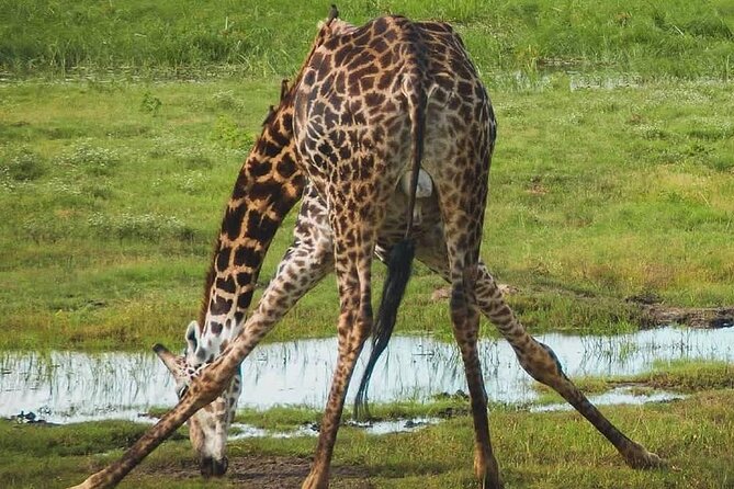 Full Day Safari From Zanzibar To Mikumi National Park - Frequently Asked Questions