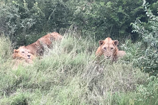 Full-Day Safari in Kruger National Park From Johannesburg - Tour Details