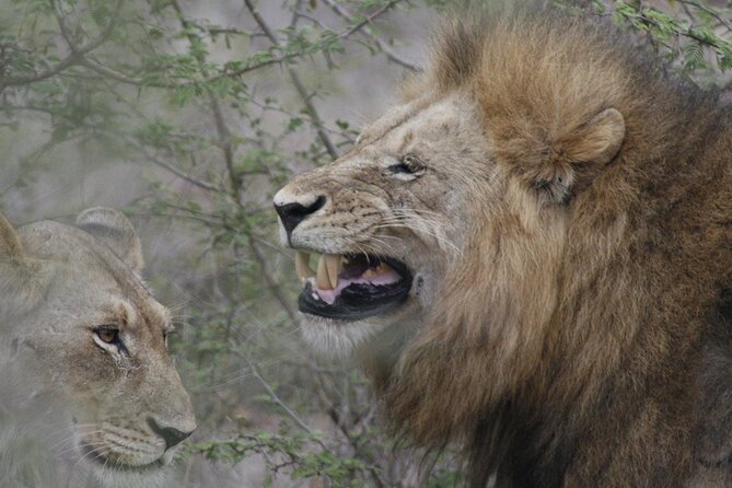 Full-Day Safari in the Kruger National Park - Good To Know