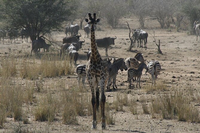Full-Day Safari in the Kruger National Park - Meeting and Pickup Information