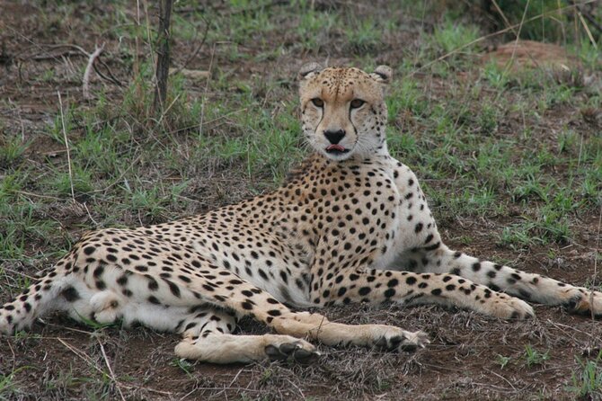 Full-Day Safari in the Kruger National Park - Accessibility and Cancellation Policy