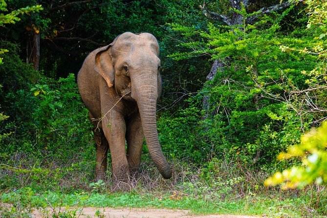 Full Day Safari - Leopard Tour Yala - 04.30 Am to 06.00 Pm - Pickup Information
