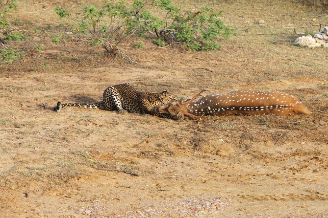 Full Day Safari ( the Best for Leopards ) in Yala - Safari Overview