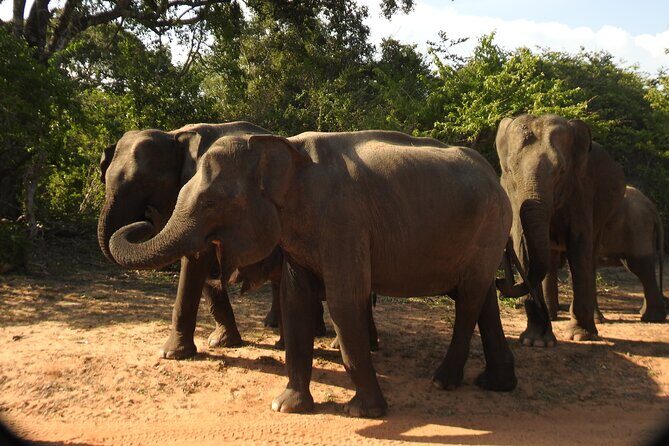 Full Day Safari Tour in Yala National Park - Who Is This Tour Best For?
