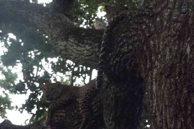 Full Day Safari Tour in Yala National Park - Final Thoughts: The Value of This Yala Safari