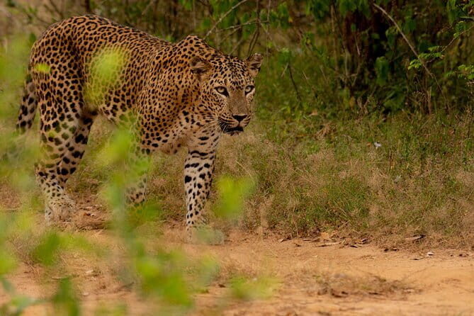 Full Day Safari Tour Yala - What Makes This Safari Stand Out?