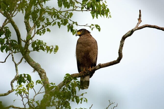 Full Day Safari Tour Yala - Good To Know