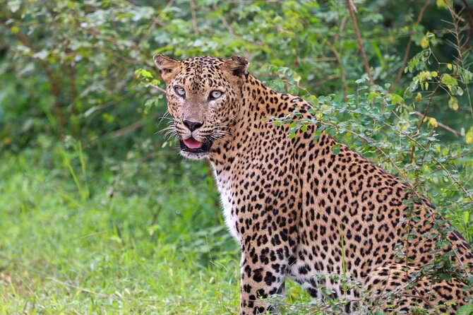 Full Day Safari - Yala National Park - 04.30 Am to 06.00 Pm With - Janaka Safari - The Majestic Leopards of Yala National Park