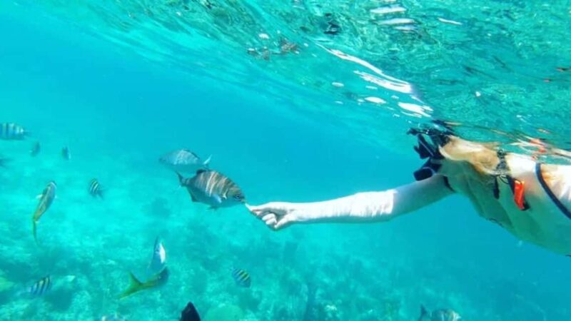 Full Day Sail and Snorkel with Turtles - What Makes This Tour Special?