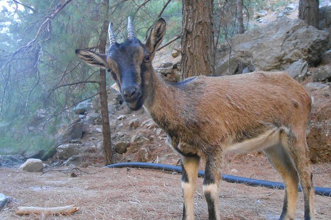 Full Day Samaria Gorge 10-Mile Walking Tour - Traveler Photos