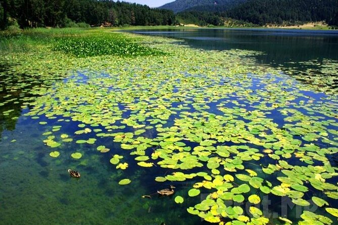 Full Day Sapanca Tour From Istanbul With Lunch - Itinerary