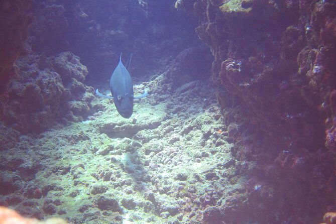 Full Day Scuba Dive Off The Na Pali Coast, Kauai-Mana Crack - Good To Know
