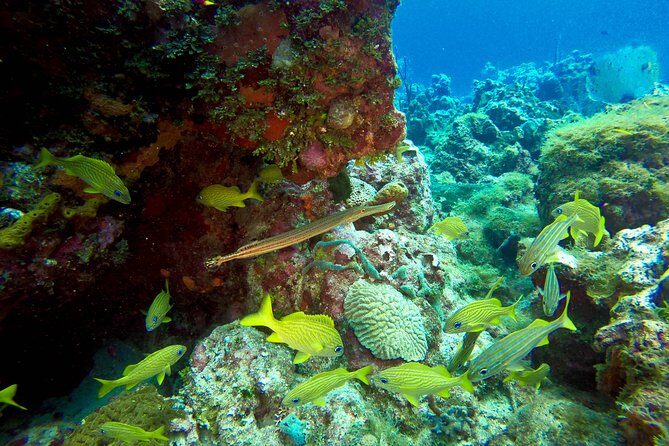 Full-Day Scuba Diving Catalina Island Tour from Bavaro - Final Thoughts