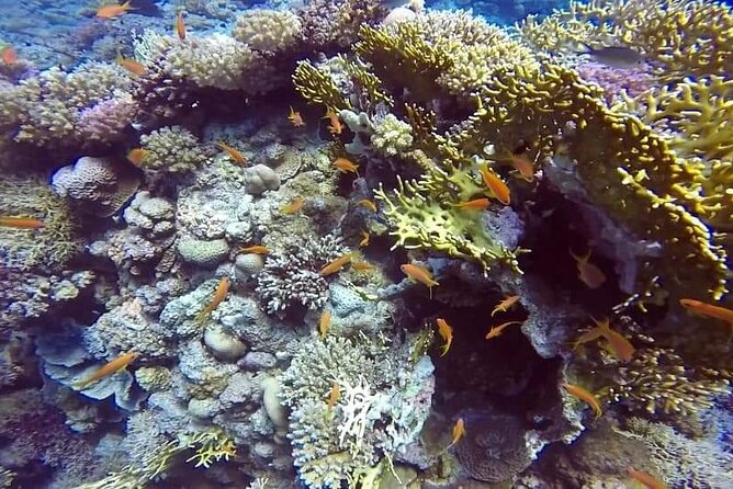 Full-Day Scuba Diving Tour in Hurghada With Lunch & Pick-Up - Pricing and Booking Details