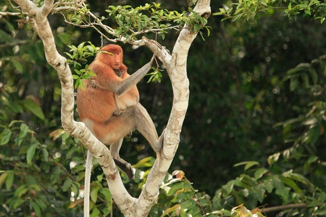 Full-Day Sepilok Orangutan and Proboscis Monkey From Sandakan or Kota Kinabalu - Tour Details