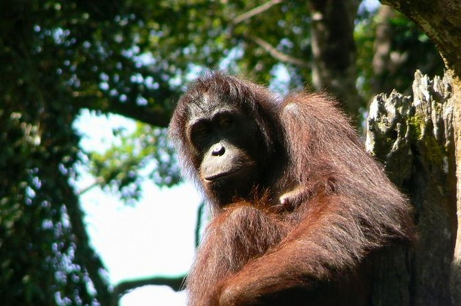 Full-Day Sepilok Orangutan and Sandakan City Trail From Kota Kinabalu - Good To Know