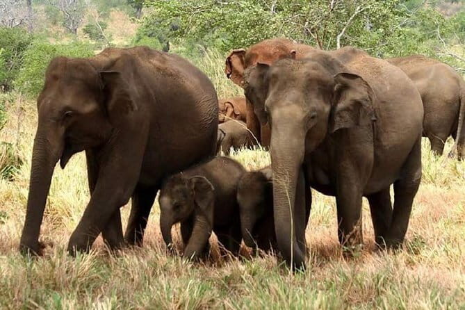 Full Day Shared Safari at Yala National Park by Yala La Safari Tours - Good To Know