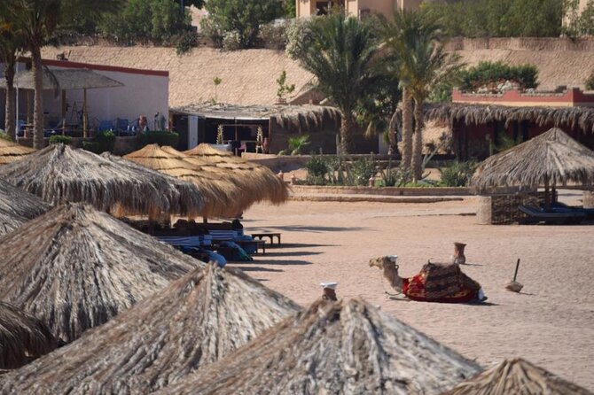 Full Day Sharm El Naga National Park Turtle House From Hurghada - Good To Know