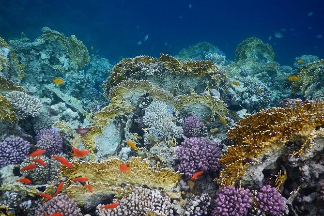 Full Day Sharm El Naga National Park Turtle House From Hurghada - Additional Fees