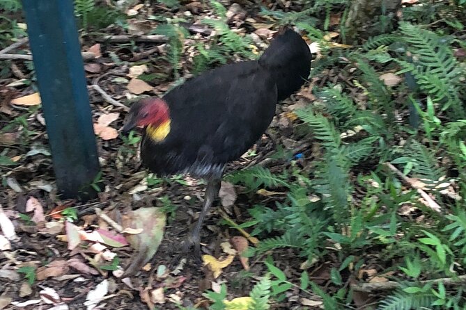 Full-Day Small-Group Outdoor Adventure. Tamborine Mountain  - Brisbane - The Sum Up