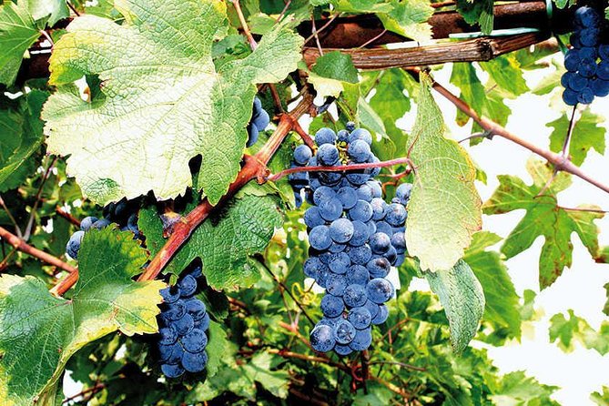 Full Day Small Group Pompeii Tour From Sorrento With Local Wine Tasting - Additional Information