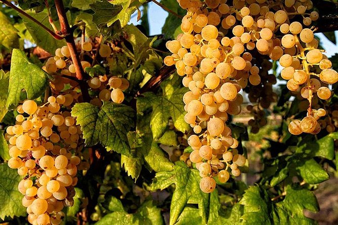 Full Day Small Group Pompeii Tour From Sorrento With Local Wine Tasting - Common Questions