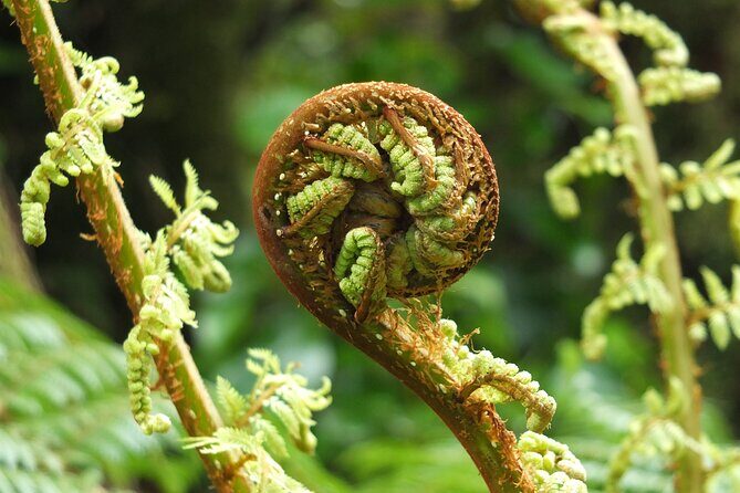 Full Day Small Group Routeburn Valley Hike - Good To Know