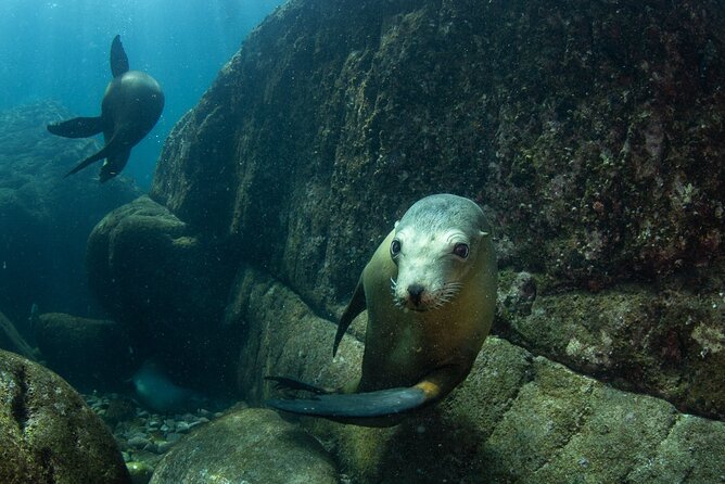 Full Day Snorkel and Swim With Sea Lions & Whale Sharks in La Paz - Directions and Pricing