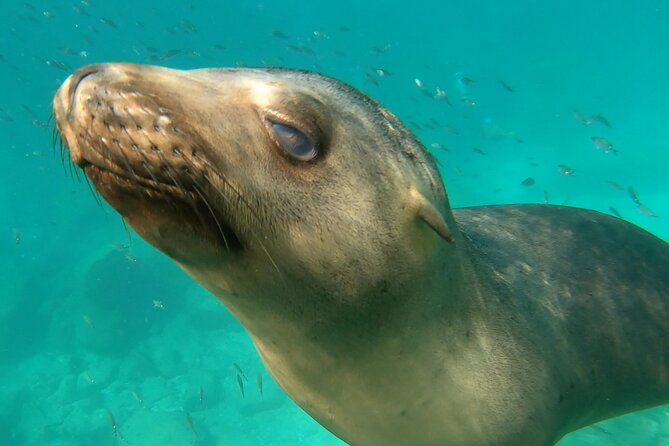 Full Day Snorkel and Swim With Sea Lions & Whale Sharks in La Paz - The Sum Up