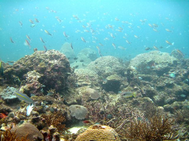 Full-Day Snorkeling Adventure From Kota Kinabalu - Activity Details