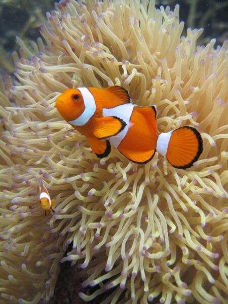 Full-Day Snorkeling Adventure From Kota Kinabalu - Background