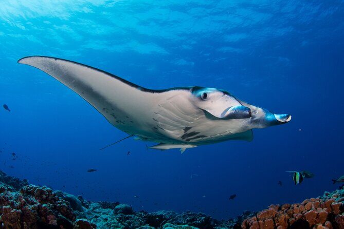 Full Day Snorkeling and Tour Highlights of Nusa Penida - FAQ