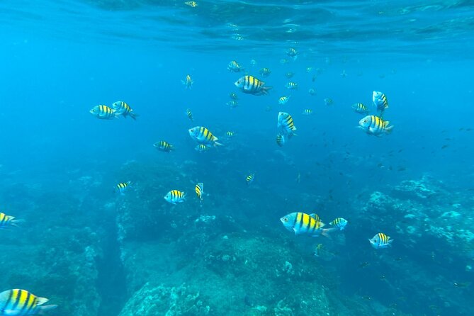 Full Day Snorkeling at Caño Island With Guide - Booking Information