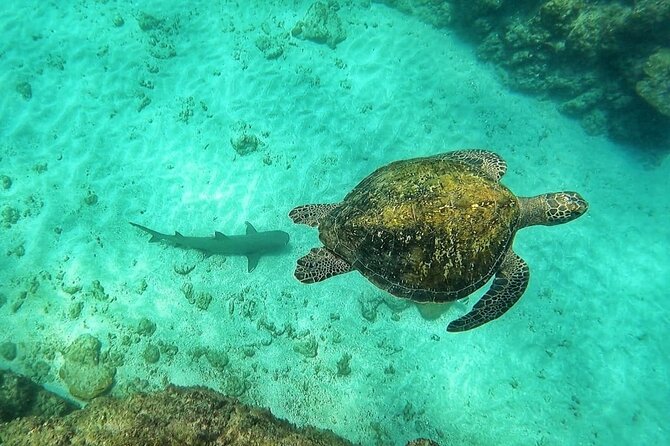 Full Day Snorkeling at Caño Island With Guide - Tour Details
