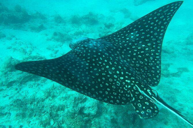 Full-Day Snorkeling Gear Rental in Puerto Rico - Who Should Consider This?