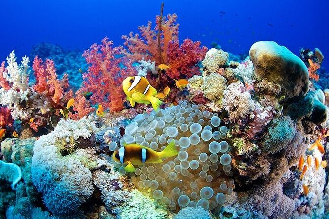 Full Day Snorkeling Tour in Marsa Alam - Good To Know