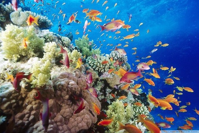Full Day Snorkeling Tour in Marsa Alam - National Park Exploration