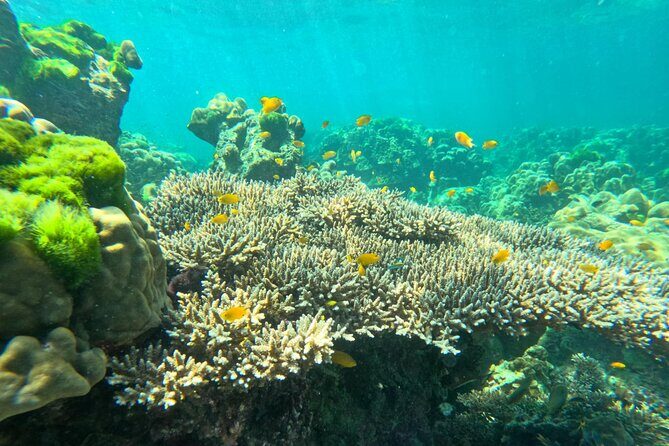 Full Day Snorkeling Tour to KohRok and KohHaa from KohLanta - Practical Details & Tips