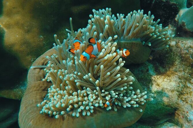 Full Day Snorkeling Tour to KohRok and KohHaa from KohLanta - Introduction to the Tour Experience