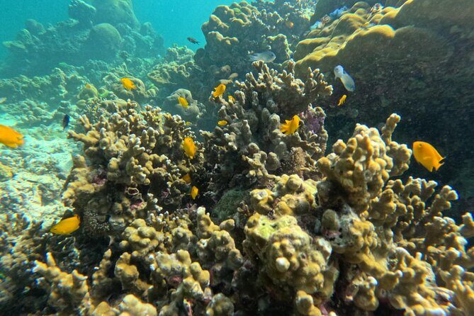 Full Day Snorkeling Tour to KohRok and KohHaa from KohLanta - Who Will Love This Tour?