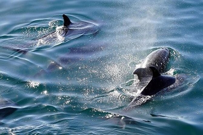 Full-Day Snorkeling Trip to Sharm El Naga From Hurghada - Important Information