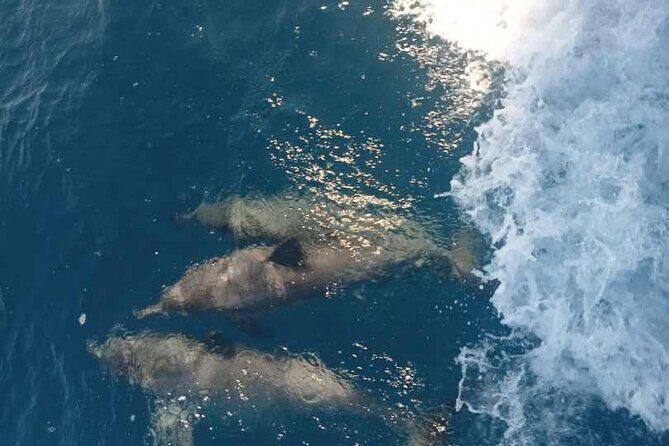 Full Day Snorkelling Cruise in Tranquility Island Resort - The Sum Up: Who Is This Tour Best For?