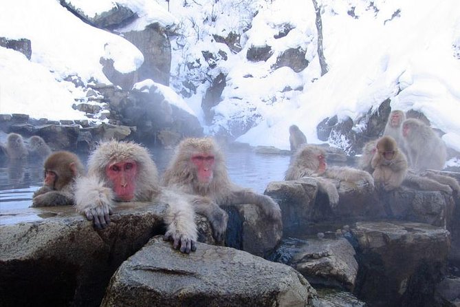 Full Day Snow Monkey Tour To-And-From Tokyo, up to 12 Guests - Tour Overview