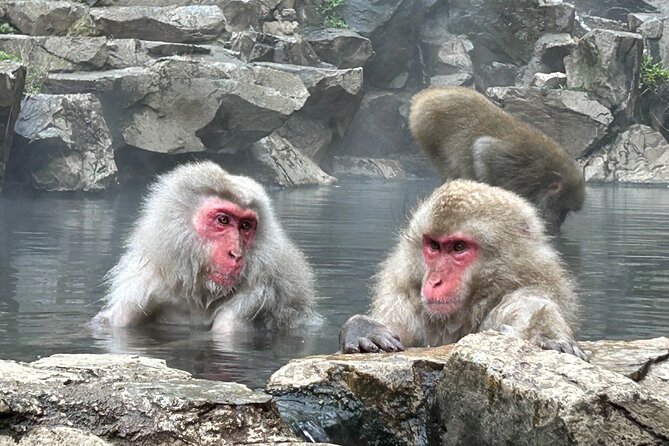 Full Day Snow Monkey Tour To-And-From Tokyo, up to 12 Guests - Meeting and Pickup