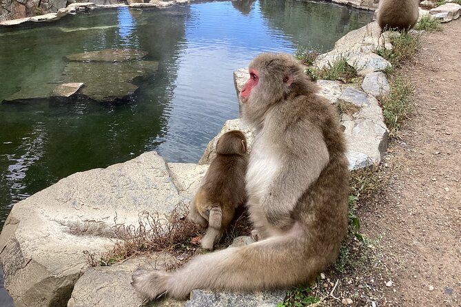 Full Day Snow Monkey Tour To-And-From Tokyo, up to 12 Guests - Cancellation Policy