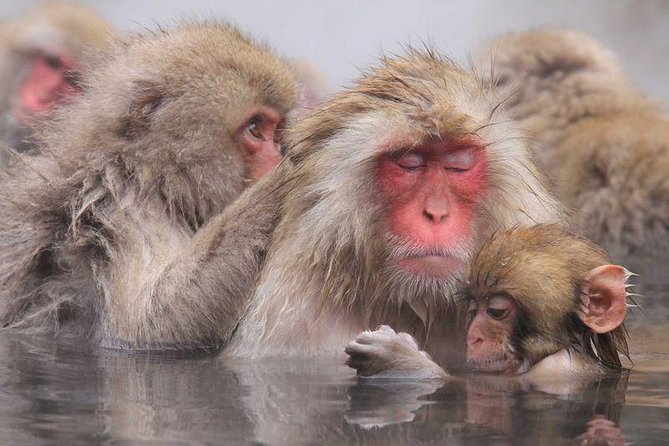 Full Day Snow Monkey Tour To-And-From Tokyo, up to 12 Guests - Karuizawa Prince Shopping Plaza
