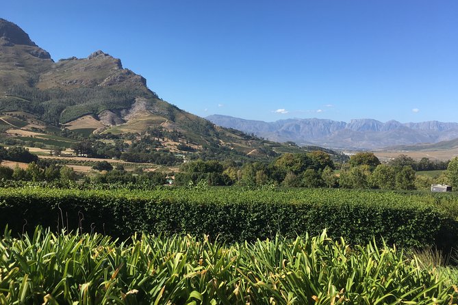 Full Day South African Wine Tour (Stellenbosh, Franschhoek and Paarl) - Wine Tasting Experiences