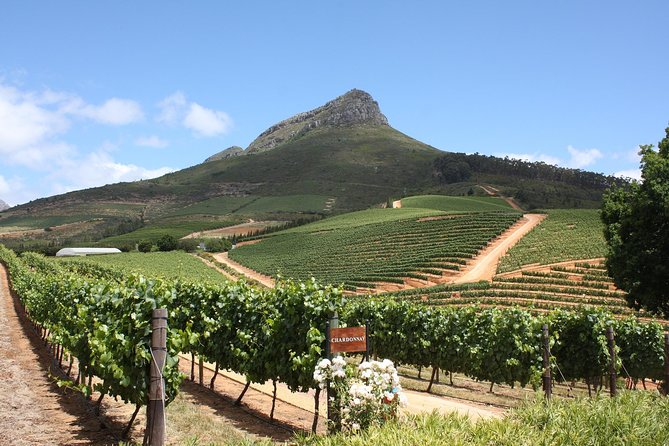Full-Day Stellenbosch, Franschhoek and Paarl Wine Tasting Tour From Cape Town - Reviews and Traveler Experiences