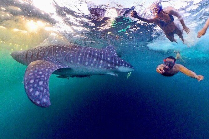 Full Day Sumbawa Tour and Swimming with Whale Sharks - Good To Know