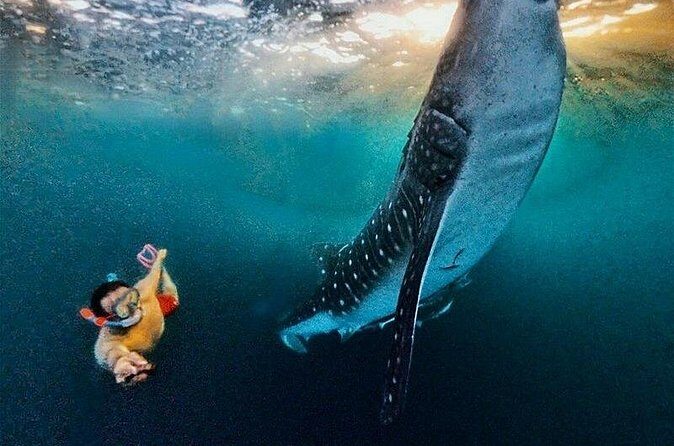 Full Day Sumbawa Tour and Swimming with Whale Sharks - FAQs